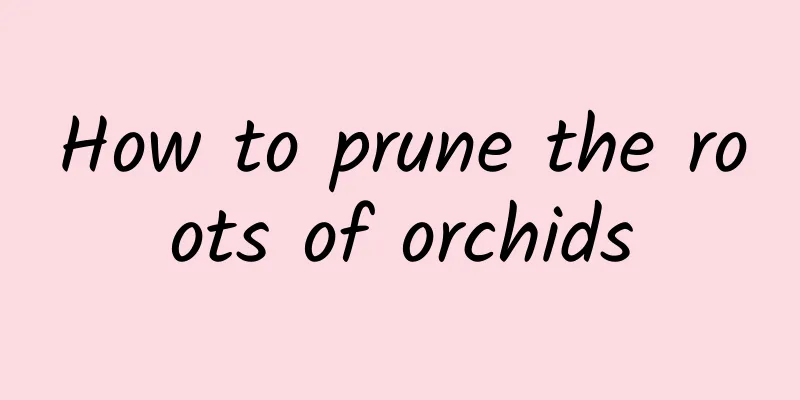 How to prune the roots of orchids