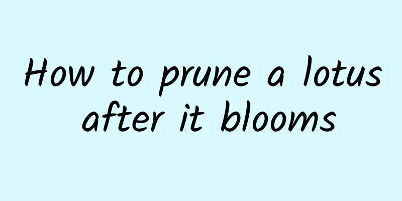 How to prune a lotus after it blooms