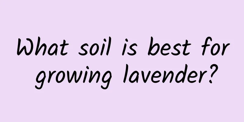 What soil is best for growing lavender?