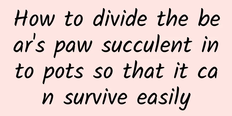 How to divide the bear's paw succulent into pots so that it can survive easily