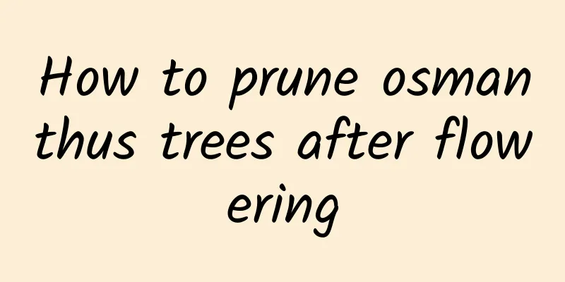 How to prune osmanthus trees after flowering
