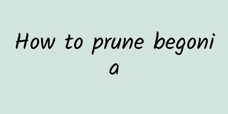 How to prune begonia