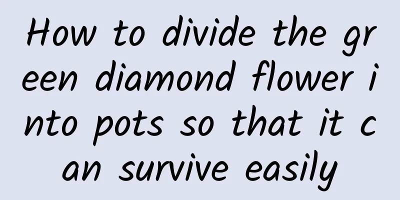 How to divide the green diamond flower into pots so that it can survive easily