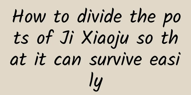 How to divide the pots of Ji Xiaoju so that it can survive easily