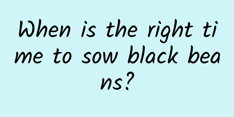 When is the right time to sow black beans?