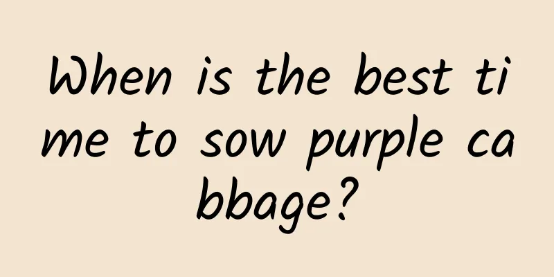 When is the best time to sow purple cabbage?