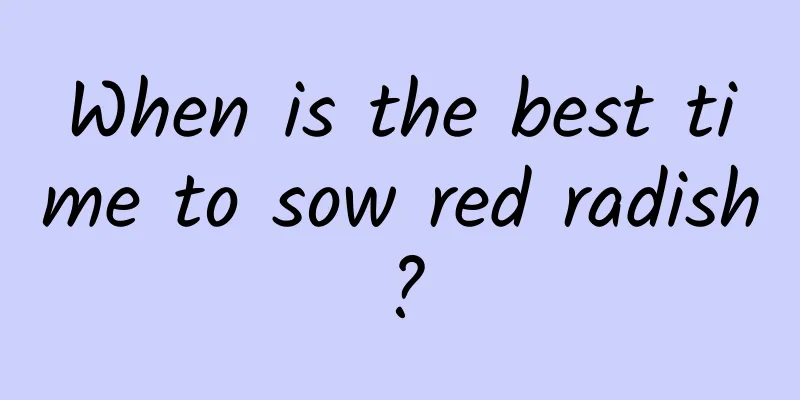 When is the best time to sow red radish?