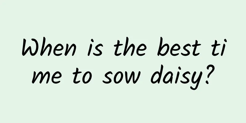 When is the best time to sow daisy?