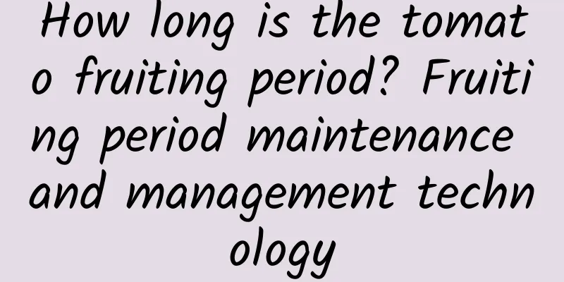 How long is the tomato fruiting period? Fruiting period maintenance and management technology