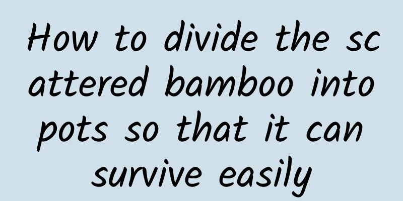 How to divide the scattered bamboo into pots so that it can survive easily