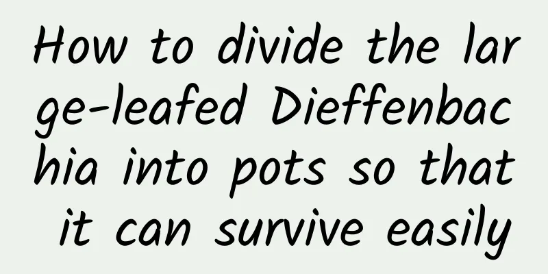 How to divide the large-leafed Dieffenbachia into pots so that it can survive easily