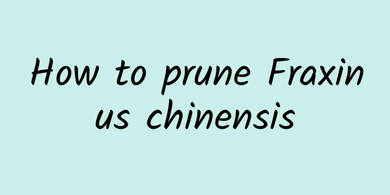 How to prune Fraxinus chinensis