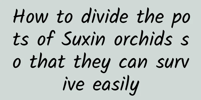 How to divide the pots of Suxin orchids so that they can survive easily