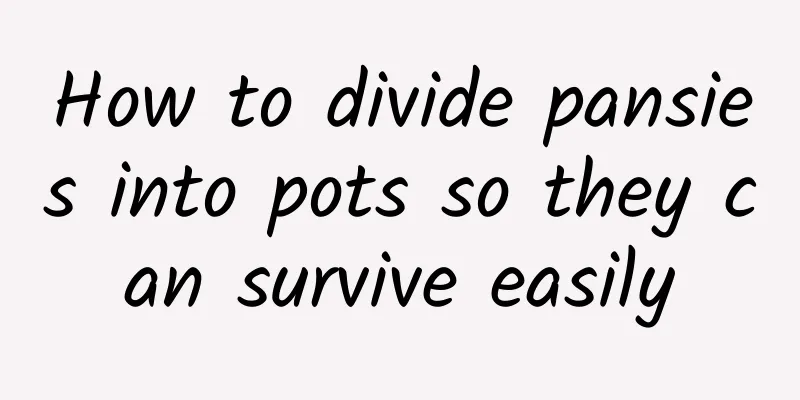 How to divide pansies into pots so they can survive easily