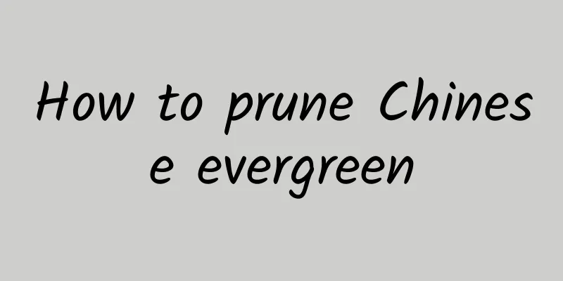 How to prune Chinese evergreen
