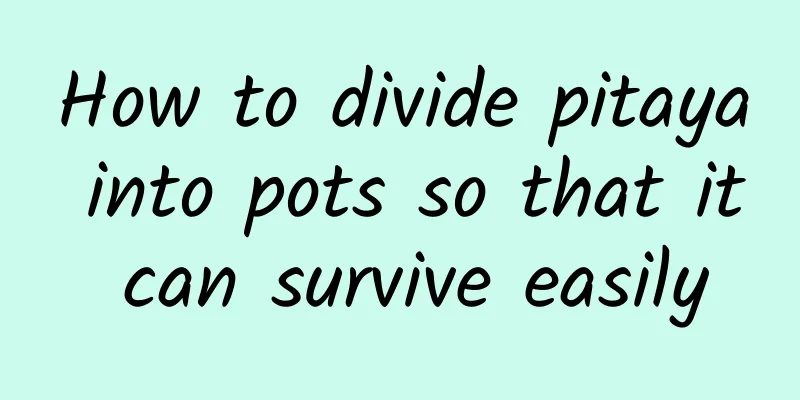 How to divide pitaya into pots so that it can survive easily