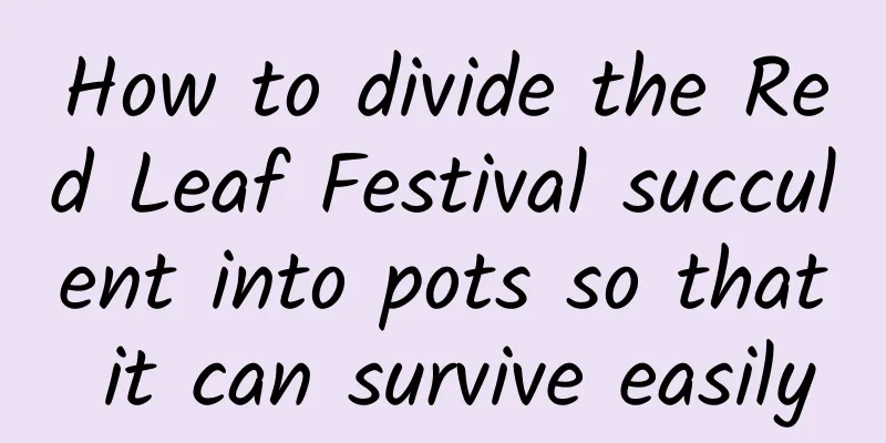 How to divide the Red Leaf Festival succulent into pots so that it can survive easily