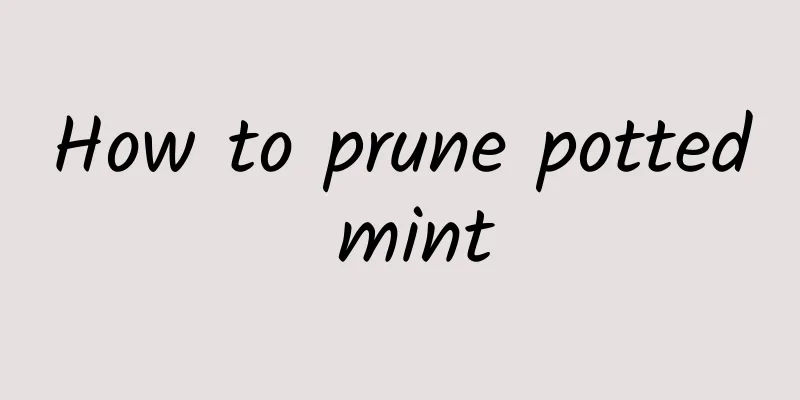 How to prune potted mint