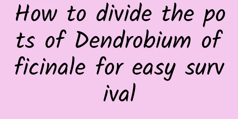 How to divide the pots of Dendrobium officinale for easy survival