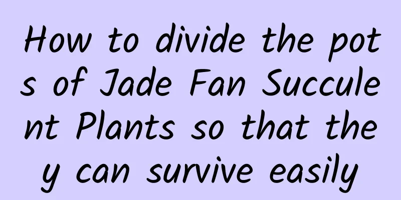 How to divide the pots of Jade Fan Succulent Plants so that they can survive easily