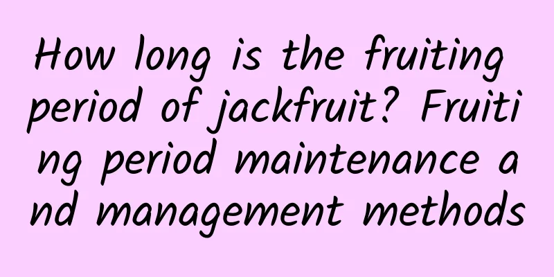 How long is the fruiting period of jackfruit? Fruiting period maintenance and management methods