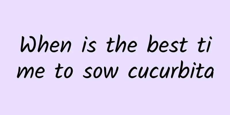 When is the best time to sow cucurbita