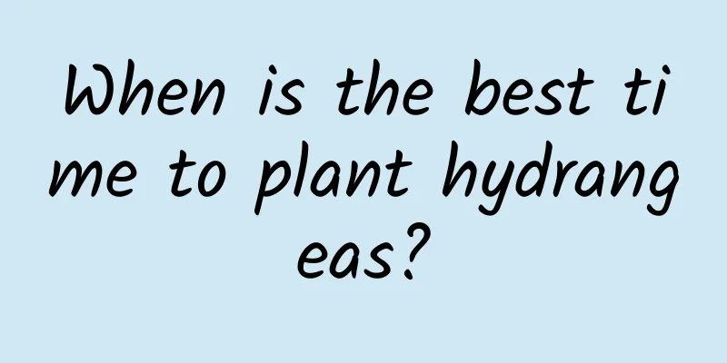When is the best time to plant hydrangeas?