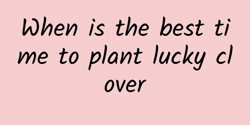 When is the best time to plant lucky clover