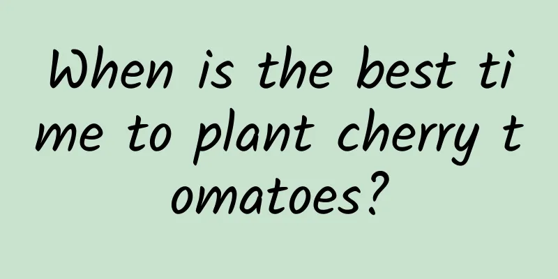 When is the best time to plant cherry tomatoes?