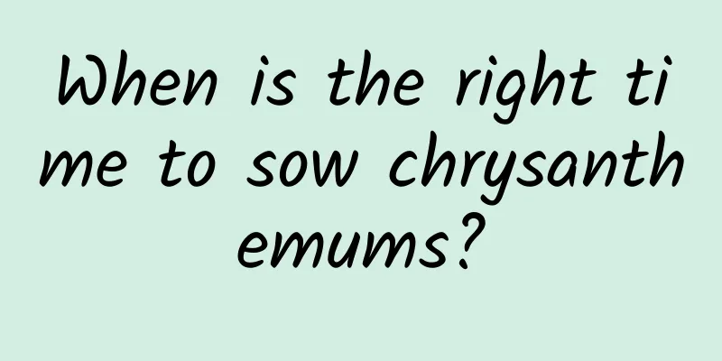 When is the right time to sow chrysanthemums?