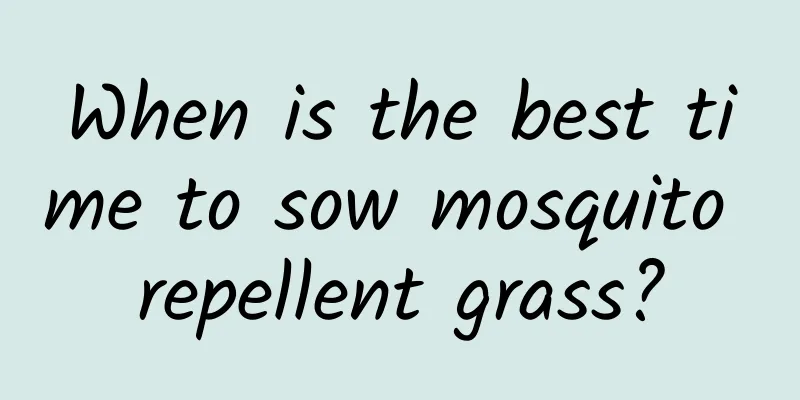 When is the best time to sow mosquito repellent grass?