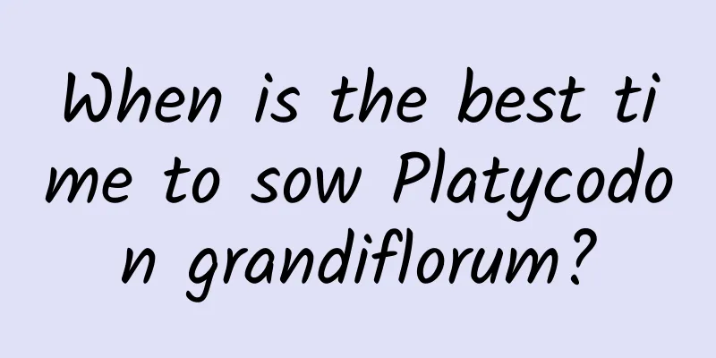 When is the best time to sow Platycodon grandiflorum?
