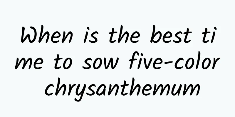 When is the best time to sow five-color chrysanthemum