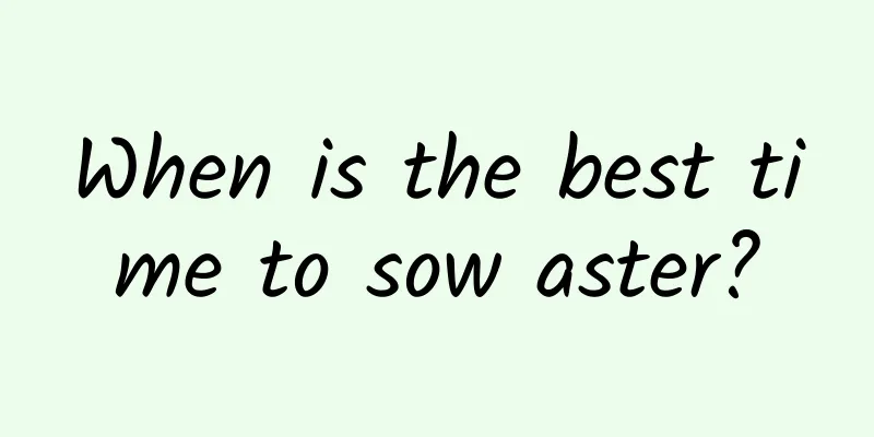 When is the best time to sow aster?