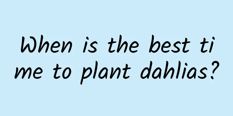 When is the best time to plant dahlias?