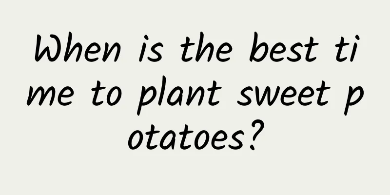 When is the best time to plant sweet potatoes?