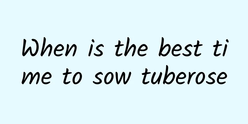 When is the best time to sow tuberose