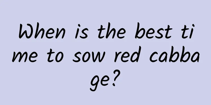 When is the best time to sow red cabbage?