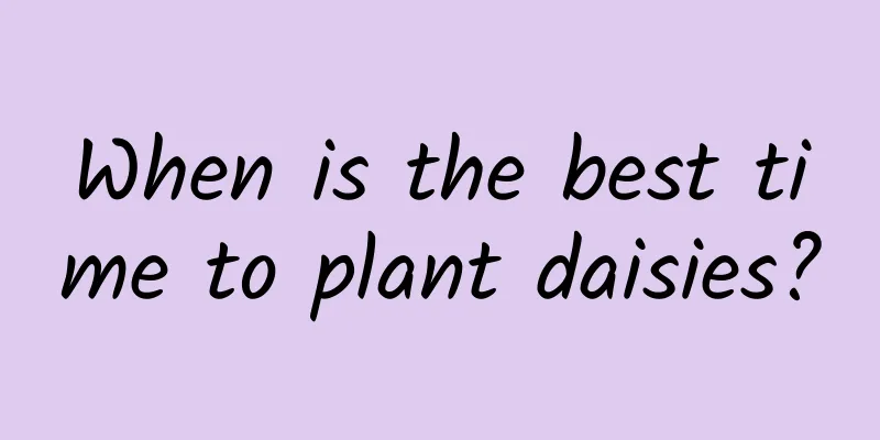 When is the best time to plant daisies?