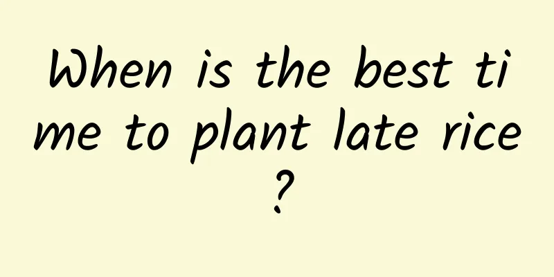 When is the best time to plant late rice?