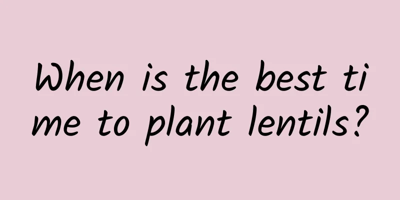 When is the best time to plant lentils?