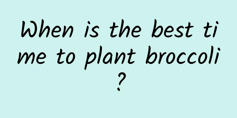 When is the best time to plant broccoli?