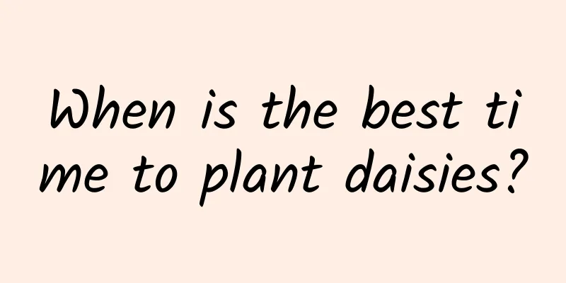 When is the best time to plant daisies?