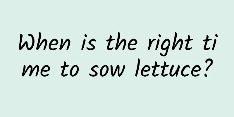 When is the right time to sow lettuce?