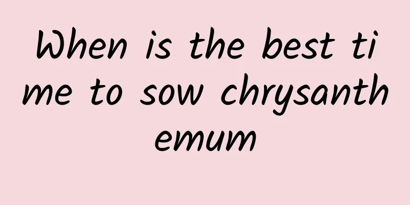 When is the best time to sow chrysanthemum