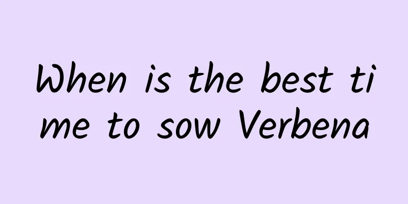 When is the best time to sow Verbena