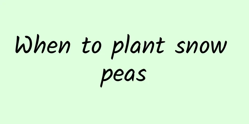 When to plant snow peas