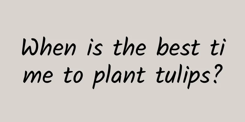 When is the best time to plant tulips?