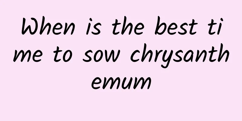 When is the best time to sow chrysanthemum