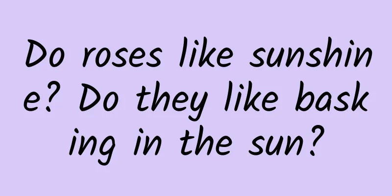 Do roses like sunshine? Do they like basking in the sun?